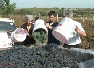 Gospodarii din R. Moldova au început să prepare vinul de casă. PERICOLUL amintit de autorități