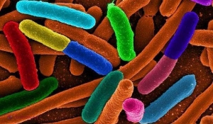 Mii de specii de bacterii se adăpostesc în locuinţele noastre