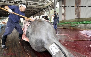 Tribunalul suprem al ONU a interzis vânarea balenelor în JAPONIA