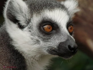 Lemurienii au un obicei tare CIUDAT: se freacă cu miriapode toxice în zonele intime, iar cercetătorii au aflat de ce