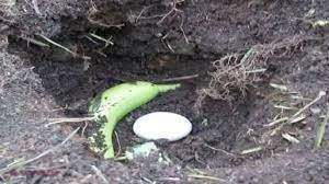 A îngropat un ou şi o banană în pământ. Motivul este incredibil! 