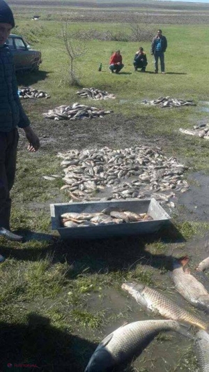 FOTO // Grămezi de pește într-un sat din R. Moldova, după ce iazul a SECAT