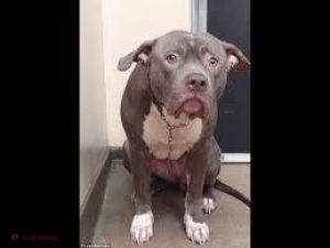 VIDEO // Momentul în care un câine abandonat începe să PLÂNGĂ în adăpostul unde a fost lăsat de stăpân