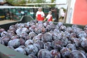 Rusia rebutează fructele moldovenești ajunse deja în depozitele importatorilor