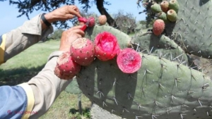 Beneficiile MIRACULOASE ale fructelor de cactus asupra SĂNĂTĂȚII