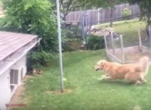FOTO, VIDEO // Viral: Nu ne bateţi la uşă, ştim că e câinele pe acoperiş 