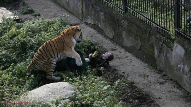 Scena îngrozitoare în care un tigru siberian o sfâșie pe o îngrijitoare din Rusia