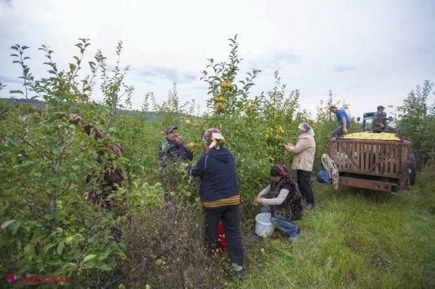 Producătorii agricoli din R. Moldova care au suferit după embargoul rus din 2014 au început să fie despăgubiți