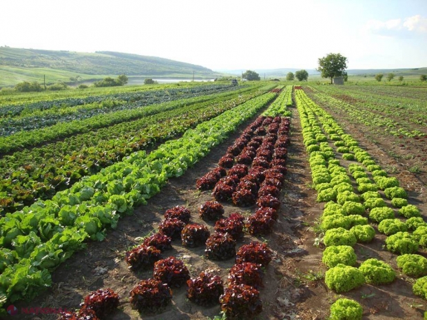 ANUNȚ: GRANTURI pentru cultivarea legumelor și verdețurilor în câmp deschis, destinate agricultorilor din R. Moldova