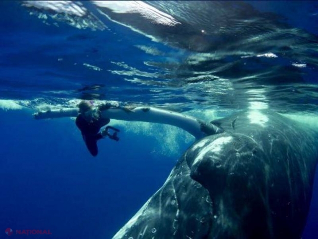 VIDEO // O balenă cu cocoașă PROTEJEAZĂ un om de un rechin. „Putea fi un atac mortal”