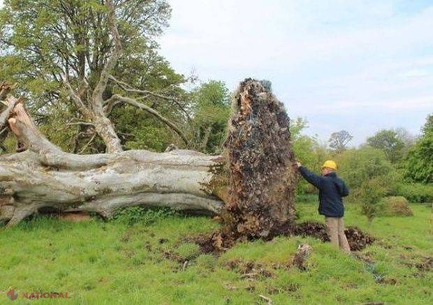 DESCOPERIRE la rădăcina unui copac doborât de furtună: Era acolo de 900 de ani