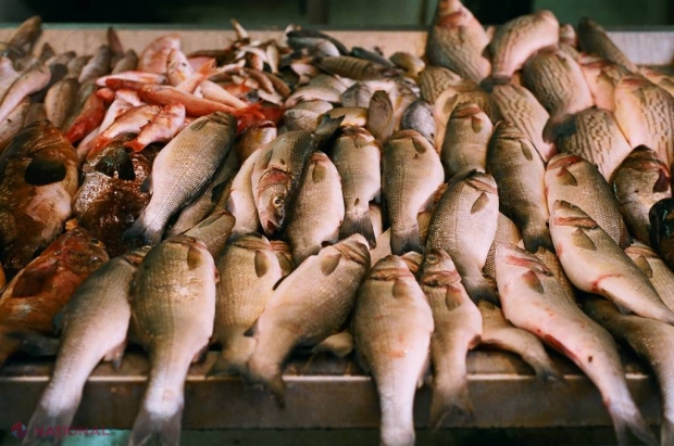 Cât de INOFENSIV este peștele din mări și oceane importat în R. Moldova? Oficial ANSA anunță care sunt speciile de pești afectate cel mai des de PARAZIȚI