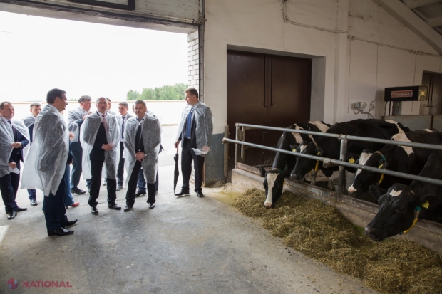 Fermă ca în Belarus, deschisă la Anenii Noi: 7 000 de litri de lapte anual de la o vacă, DUBLU decât media înregistrată în R. Moldova 