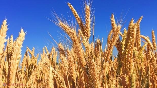 Ţările din Europa de Est îşi vor majora exporturile de grâu, susţin analiştii 