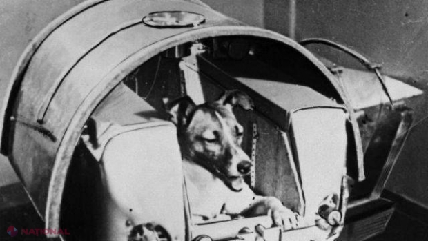 Detalii fascinante despre LAIKA, prima fiinţă trimisă de oameni în spațiu