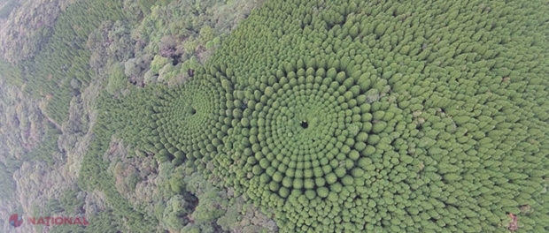 EXPERIMENT japonez // Copaci plantați în cercuri pentru a vedea dacă formele geometrice au vreo influență asupra pădurilor