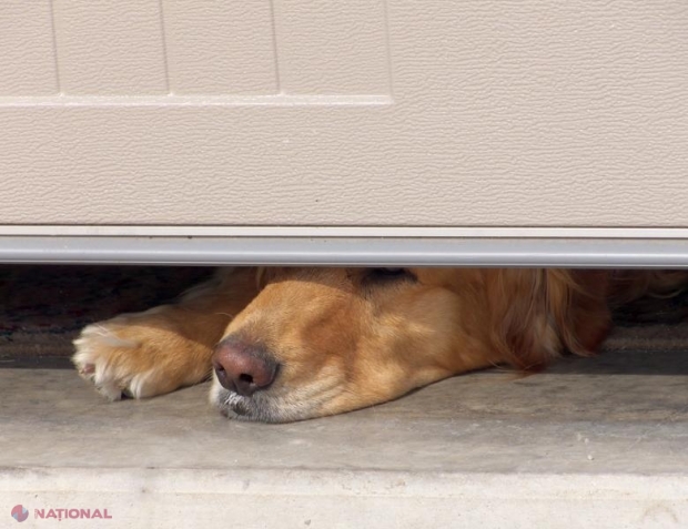 VIDEO // O familie a crezut că un câine zgârie la ușă. Ce animal înfricoșător au găsit în prag