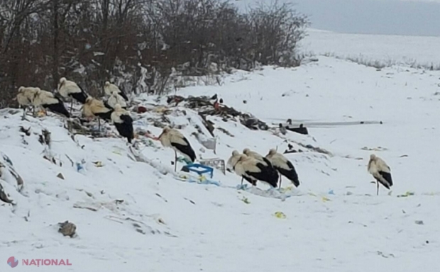 FOTO // Sute de cocostârci, nevoiți să îndure ninsoarea și frigurile din R. Moldova: În ce localități s-au aciuat cele mai multe berze