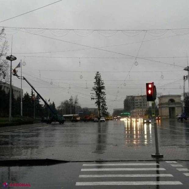 Rezultatele anchetei de serviciu privind achiziţionarea bradului de Crăciun din Ucraina sunt GATA