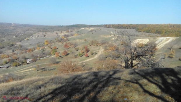 Pădurile-fantomă din R. Moldova: Cum cheltuiește statul MILIOANE de lei în vânt
