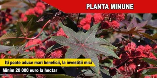 Aceasta este planta MINUNE, care aduce 20.000 de euro la hectar. Poate fi cultivată și în R. Moldova