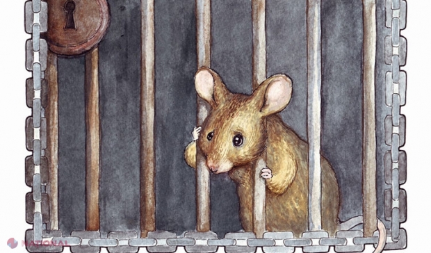 Capcana de șoareci… MORALA acestei povești te va pune pe gânduri!
