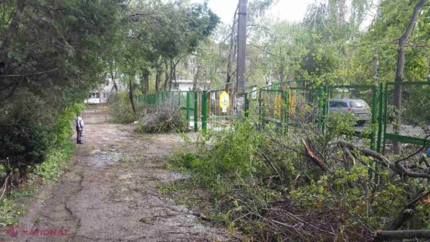 TRAGEDIE // DETALII în cazul muncitorului UCIS de un copac pe teritoriul unei școli din Chișinău. Șase persoane au încercat să doboare un copac înclinat 