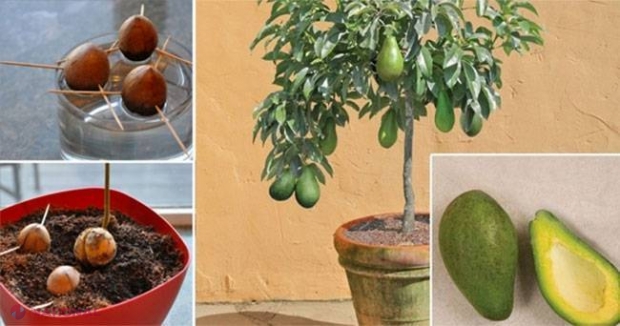 Nu mai cumpăraţi niciodată AVOCADO! Învăţaţi cum să va plantaţi şi să cultivaţi propriul arbore de avocado cu fructe nelimitate ! 
