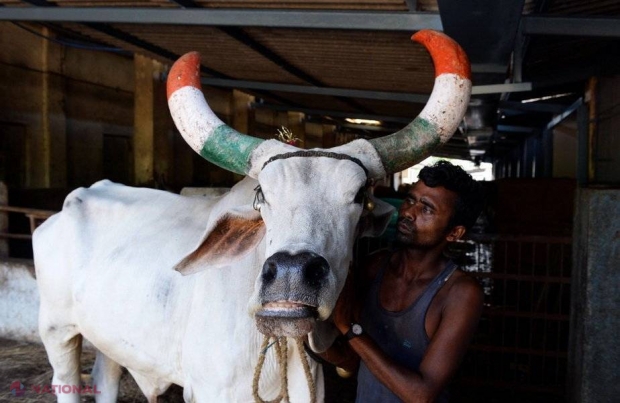 INEDIT // „Terapie cu vaci” în penitenciarele din India