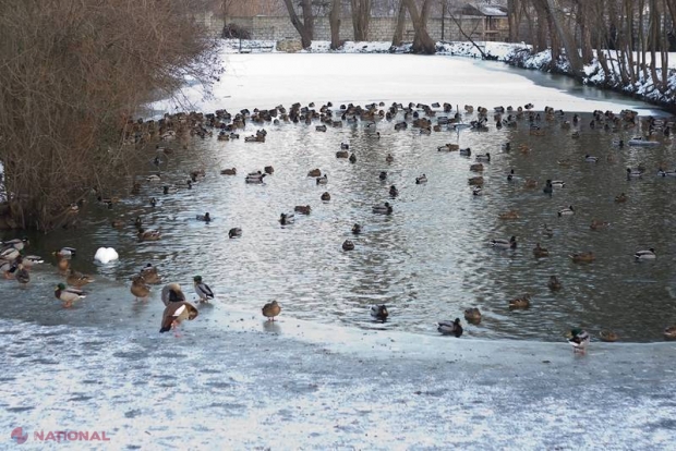 Lacurile și râurile din R. Moldova ÎNGHEAȚĂ: Salvatorii atenționează oamenii să NU pășească pe gheață, fiindcă este subțire și reprezintă pericol