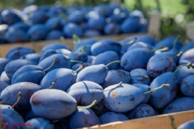 R. Moldova, cel mai mare exportator de prune în UE: Ce cantitate și la ce preț am vândut aceste fructe în anul trecut