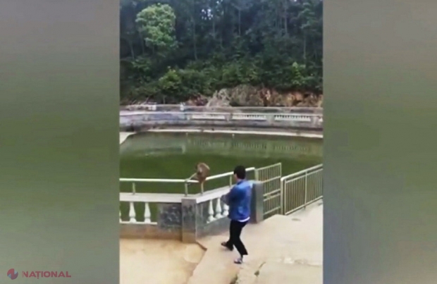 VIDEO // A împins o maimuță în apă, însă ce a urmat pare rupt din filme