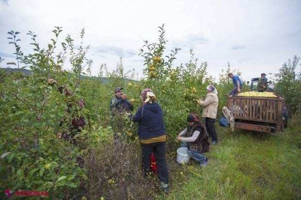 Toți producătorii de mere și prune din R. Moldova, care au suferit după embargoul rusesc impus în 2014, au fost DESPĂGUBIȚI 