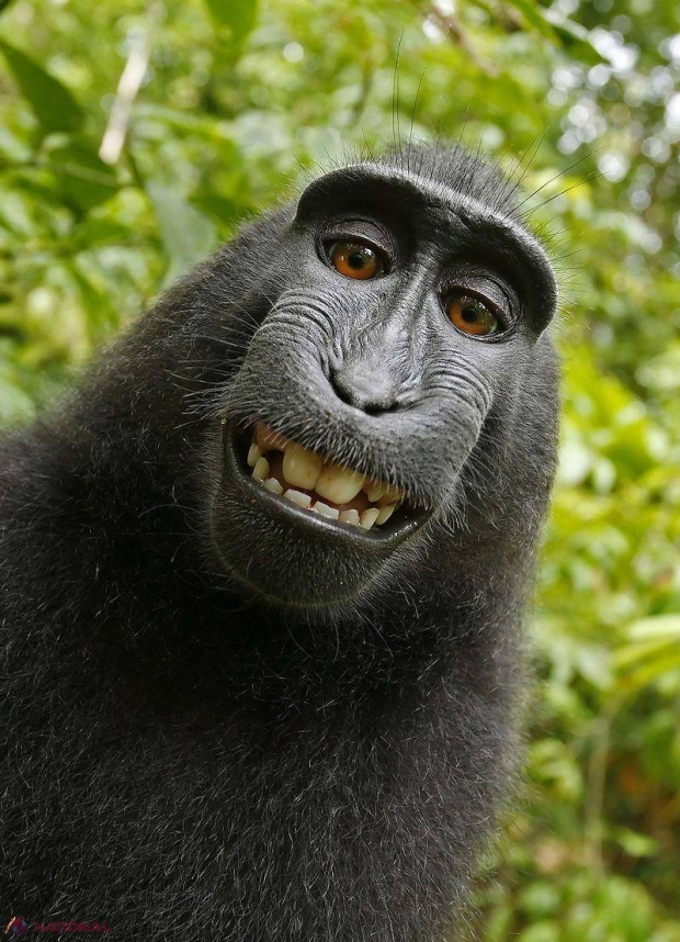 Cum s-a încheiat LUPTA dintre un fotograf și o maimuță pentru un celebru selfie