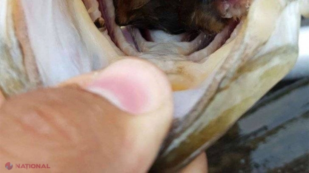 CIUDAT // A prins un pește neobișnuit de mare. Când s-a uitat în gura lui a încremenit...