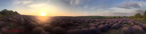 Când banul MIROASE frumos în R. Moldova