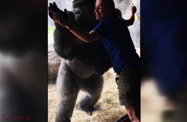 VIDEO // Imagini incredibile. Ce poate face o gorilă!