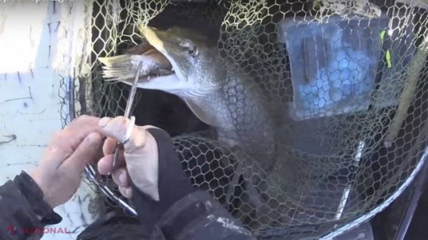 VIDEO // FABULOS: A tras peștele în barcă, bucuros, dar a observat ceva ciudat