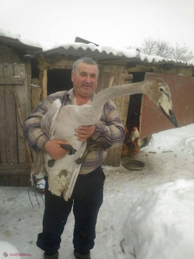 Un locuitor din Fălești a găsit un pui de lebădă și l-a luat acasă. Ce s-a întâmplat cu pasărea