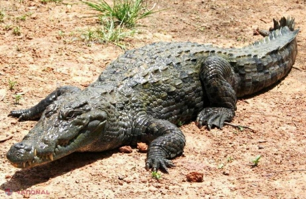 VIDEO // Un crocodil se sufocă cu o anvelopă în jurul gâtului
