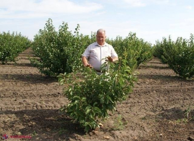 OPORTUNITATE pentru horticultorii din R. Moldova: 120 de milioane de euro de la BEI