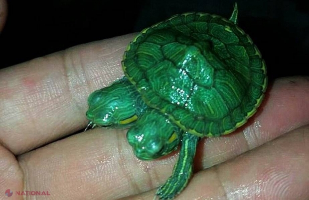 VIDEO // A apărut broasca ţestoasă mutant. E incredibil cum arată!