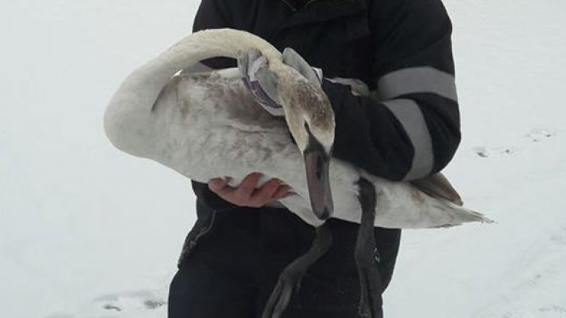 Un locuitor din Fălești a salvat un pui de lebădă
