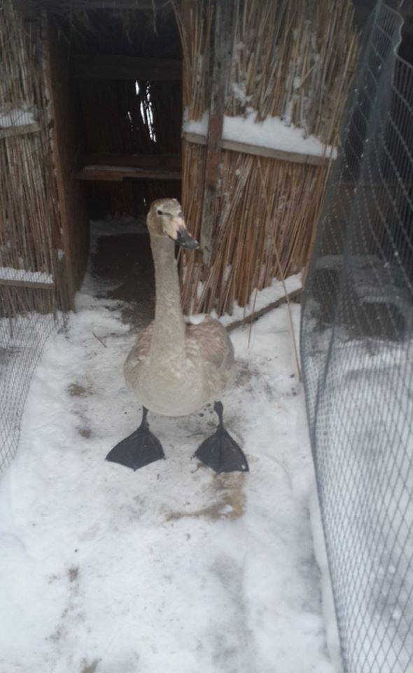 Un locuitor din Fălești a salvat un pui de lebădă