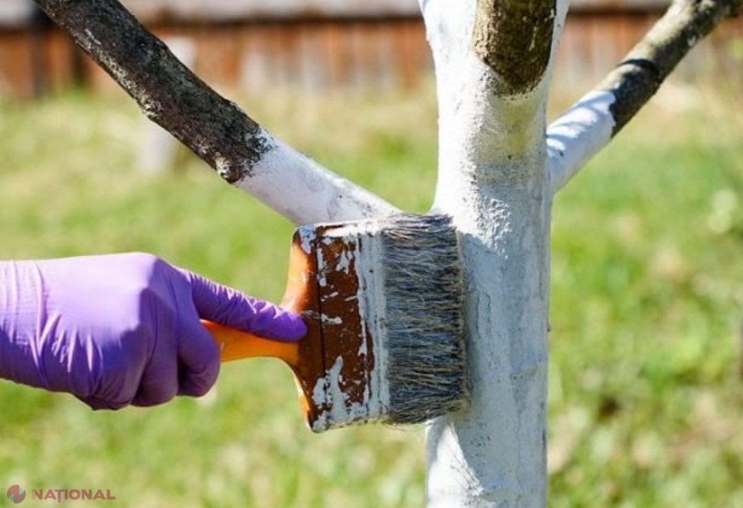 Какие деревья белить. Какие деревья белить. Побелка деревьев. Какие деревья белить. Готовая побелка для стволов деревьев.