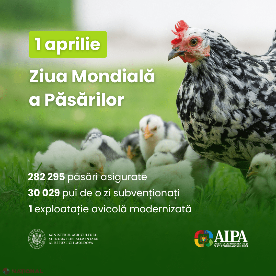 Ziua Internațională a Păsărilor: investiții record și acces extins la ...