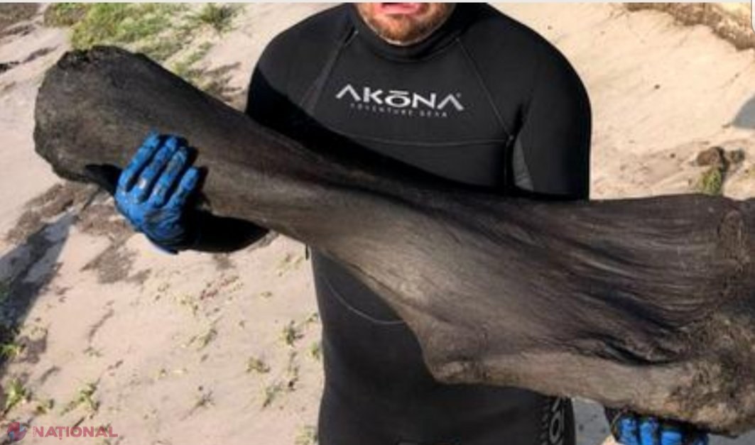Descoperire MONSTRUOASĂ într-un râu. Are peste 22 kilograme și o ...