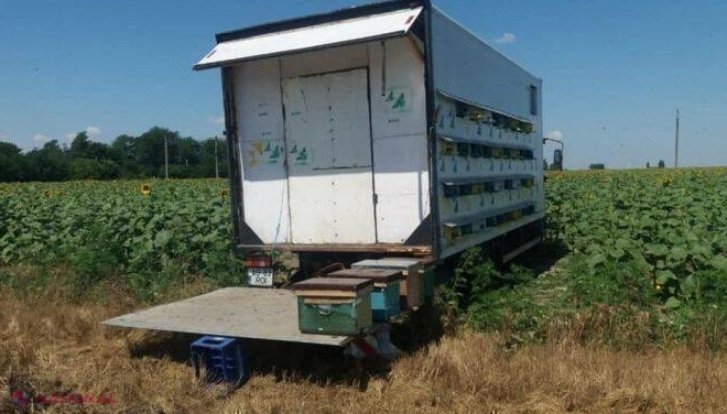 Remorcile apicultorilor fabricate individual, INTERZISE în trafic: În R. Moldova nu există o entitate care le-ar putea testa și legaliza