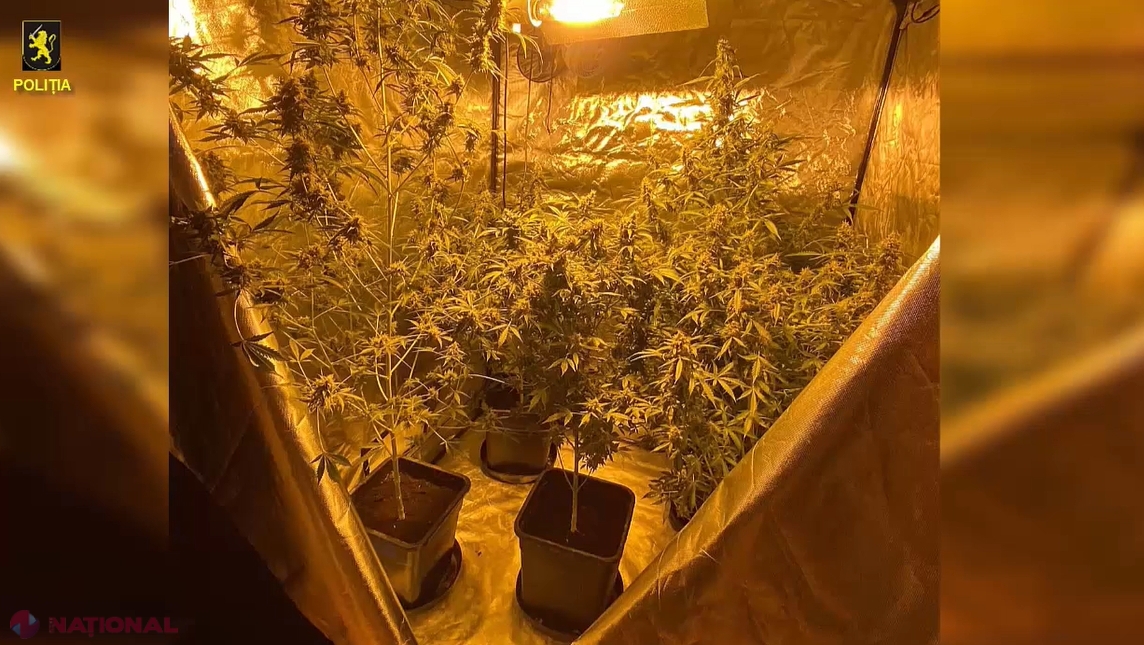 VIDEO // Un bărbat din Strășeni și-a amenajat în gospodărie un LABORATOR de cultivare și creștere a plantelor de marijuana. Polițiștii au ridicat de la casa suspectului droguri în valoare de jumătate de MILION de lei