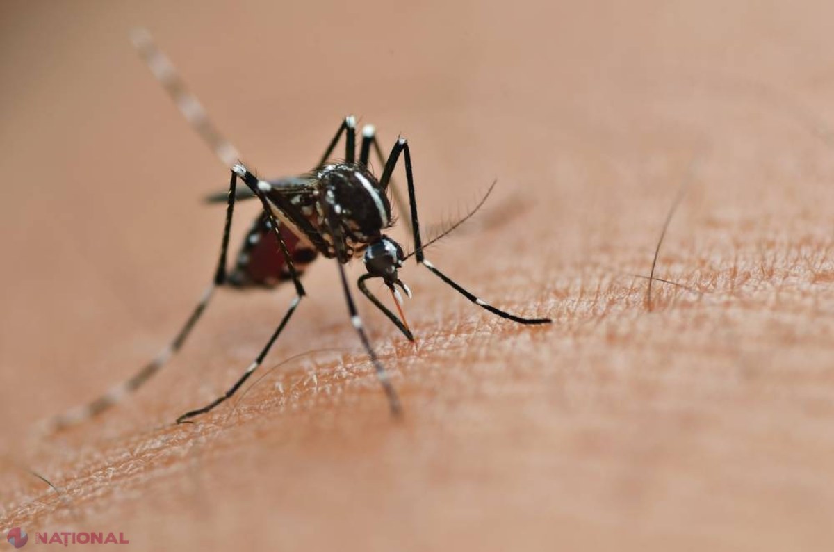 ATENŢIE! // Noul virus Zika. Lucruri pe care trebuie să le ştii